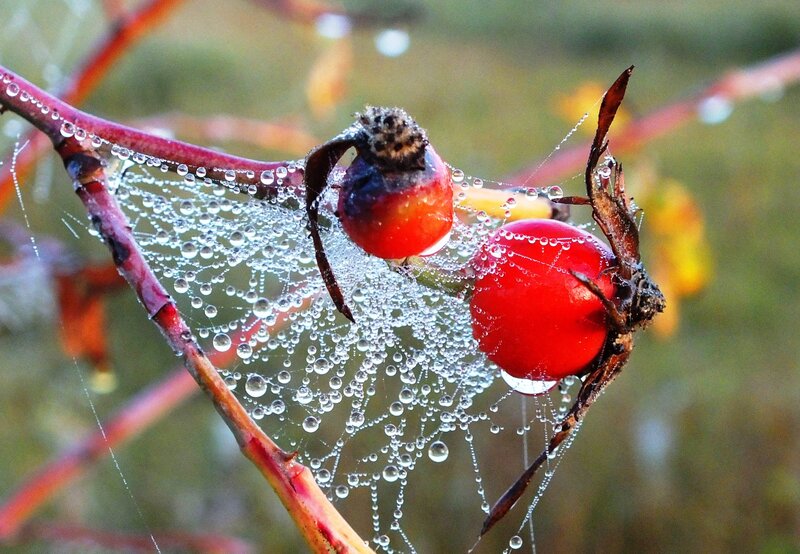 Red Rose Hips on Branch — Serene