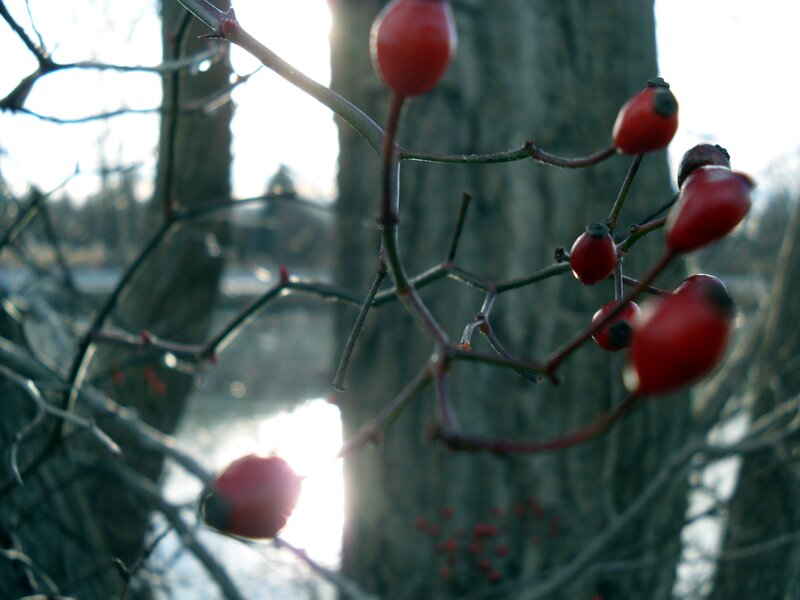 Red Rose Hips on Branch