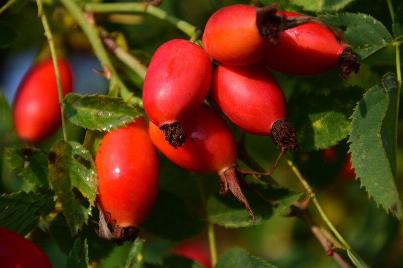 Red Rose Hips on Bush — Natural, Afternoon