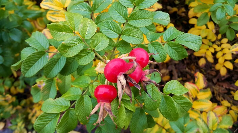 Red Rose Hips on Bush — Natural
