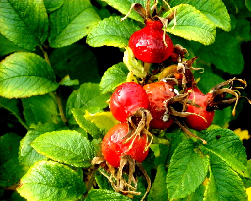Red Rose Hips on Bush