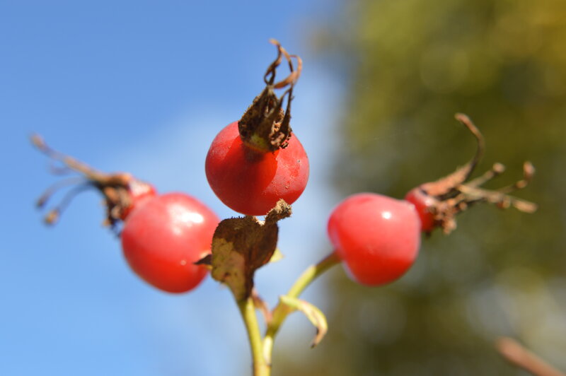 Red Rose Hips — Serene