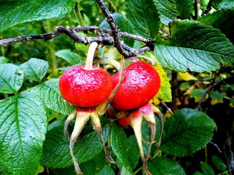 Red Rose Hips