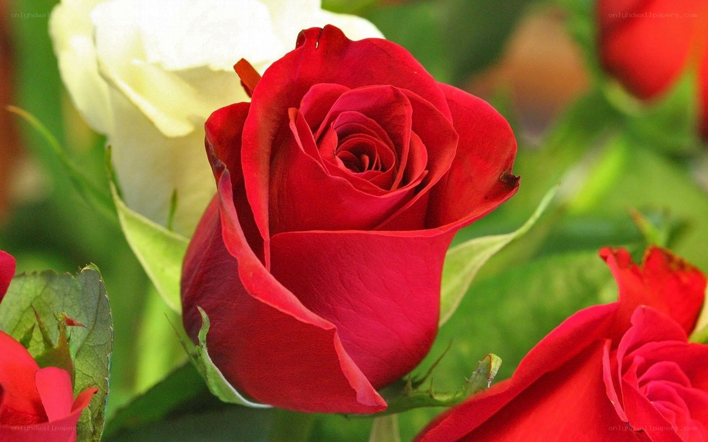 Red rose in a bouquet