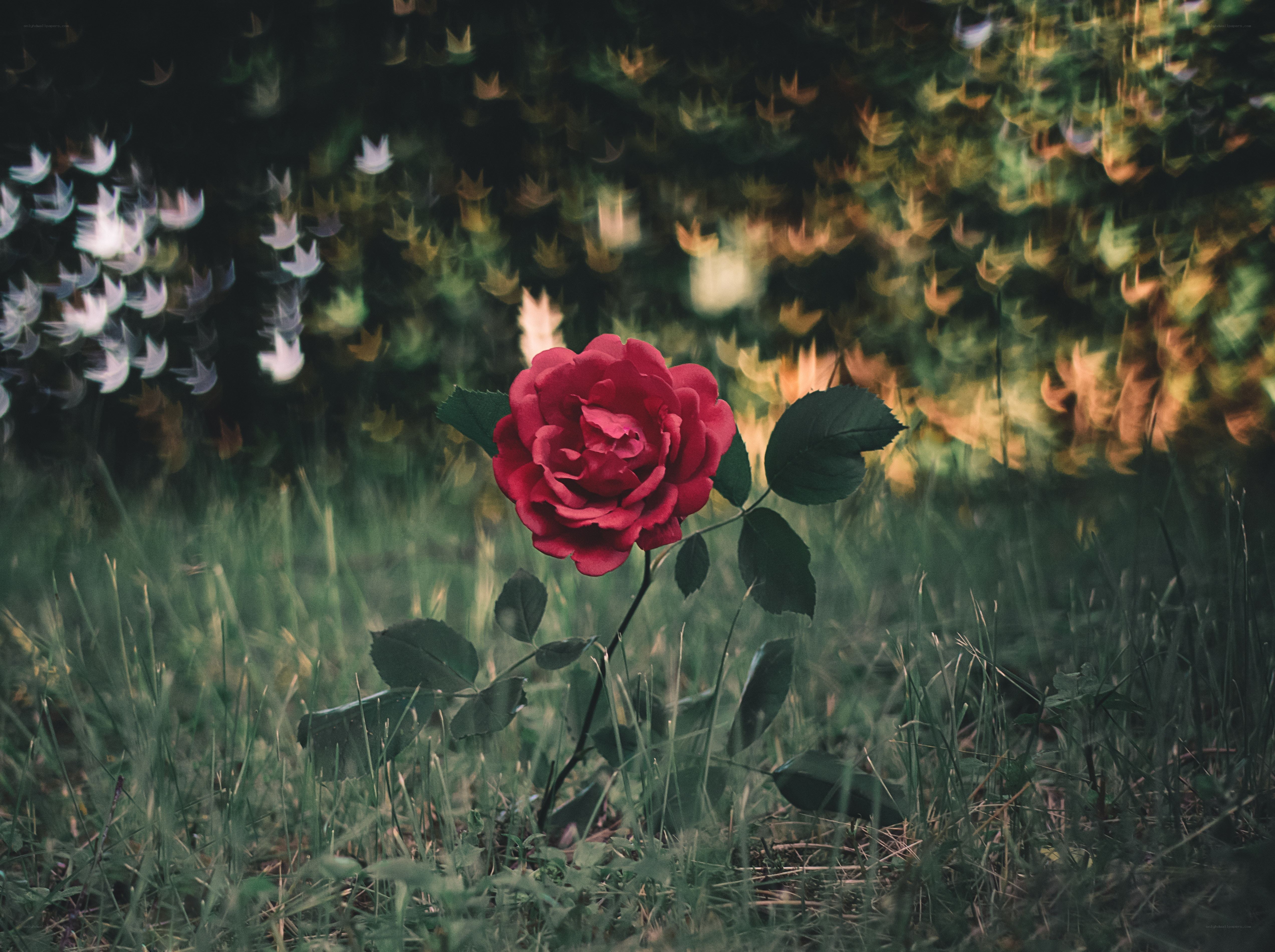 Red rose in a garden