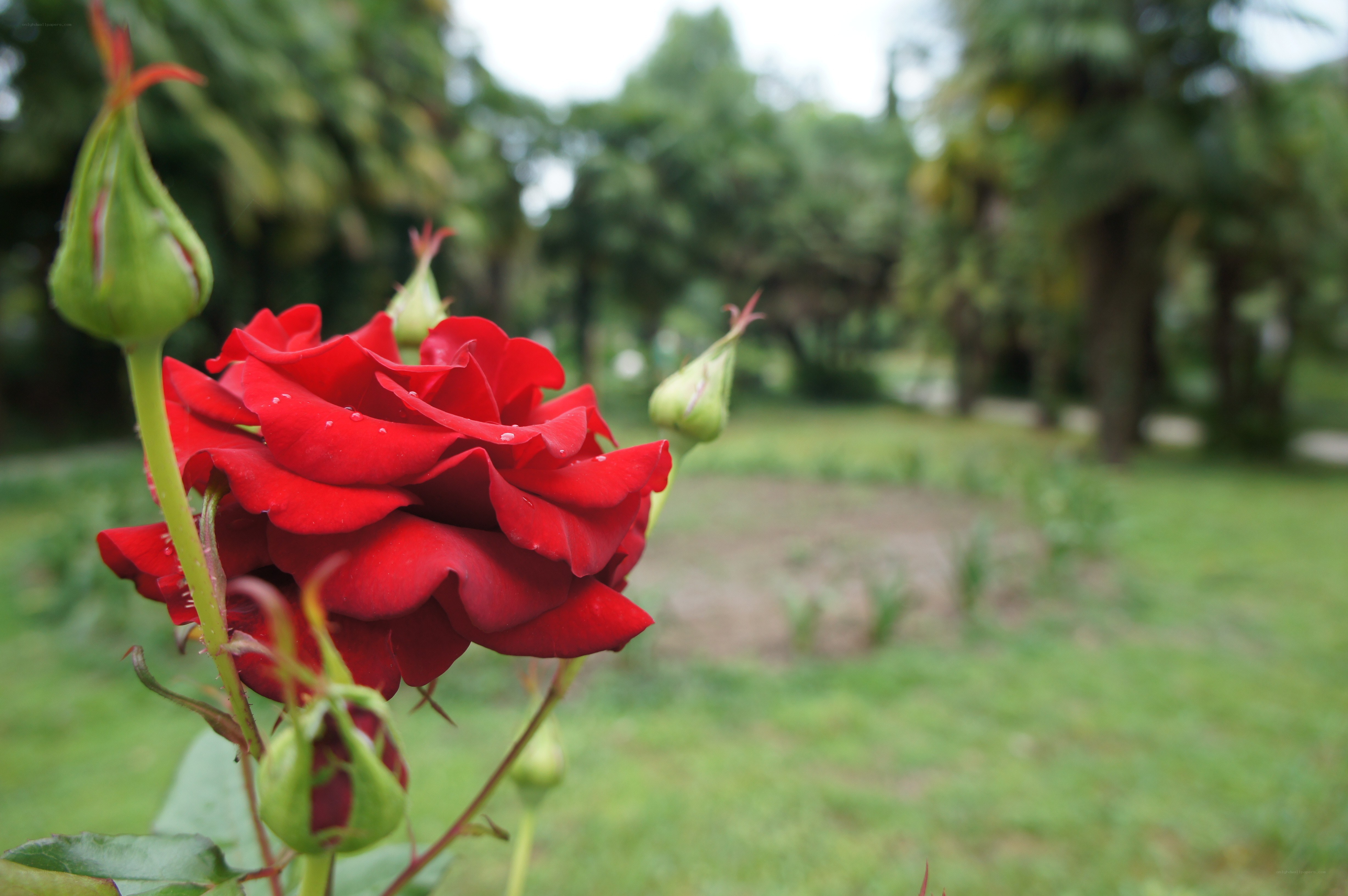 Red rose in a garden