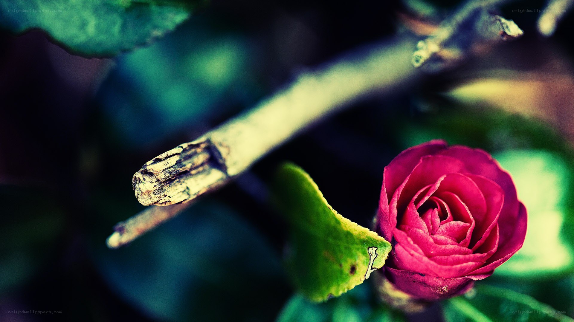 Red rose in a garden