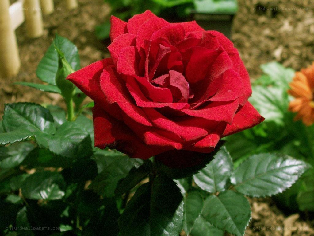 Red rose in a garden
