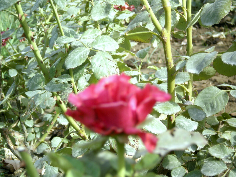 Red rose in a garden