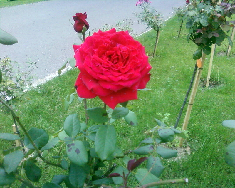 Red rose in a garden