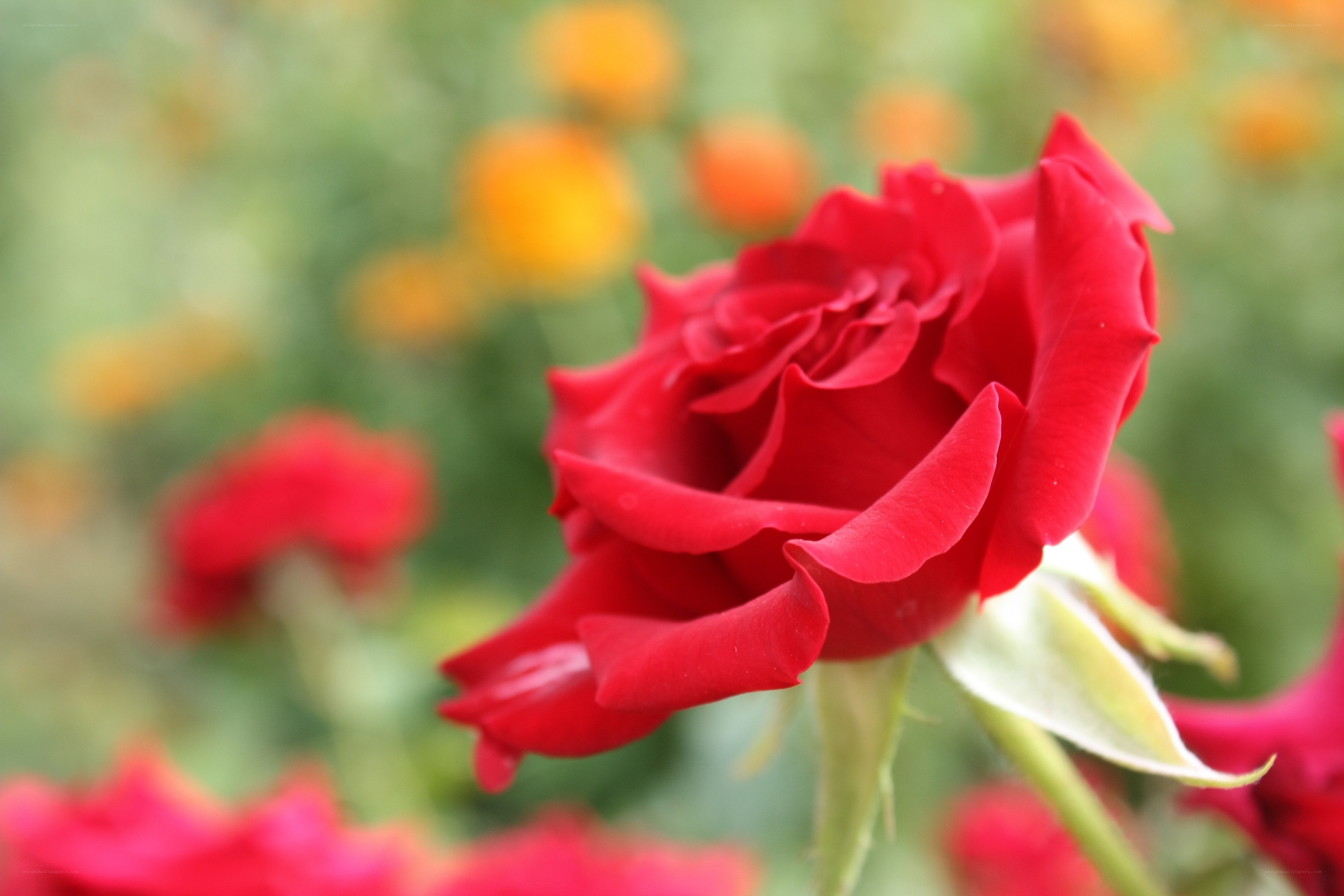 Red rose in a garden