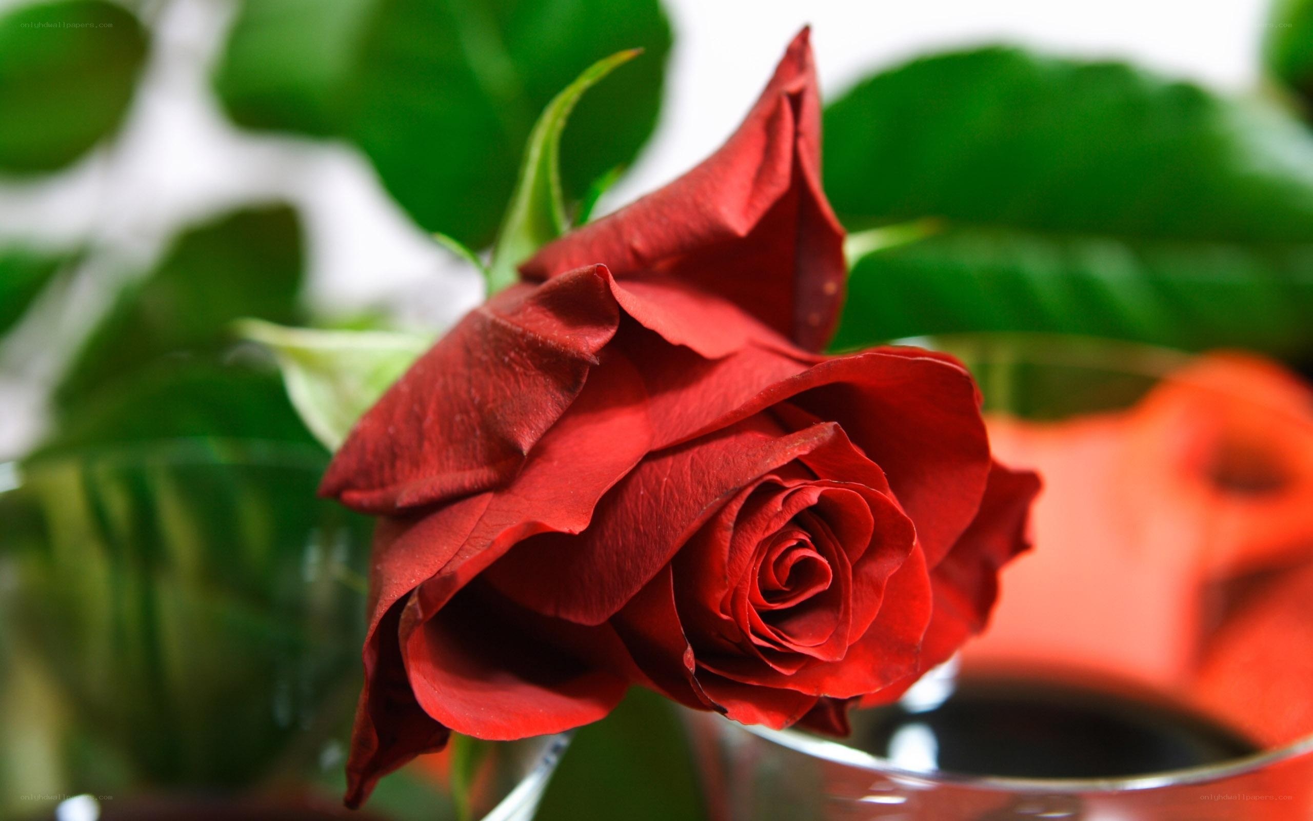 Red rose in a glass