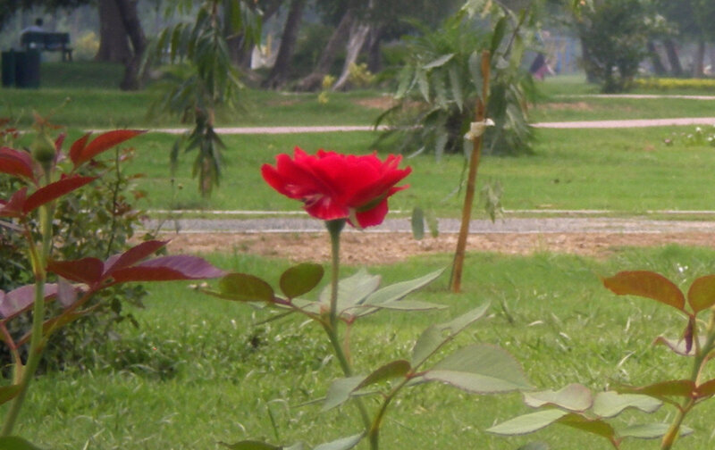 Red rose in a park