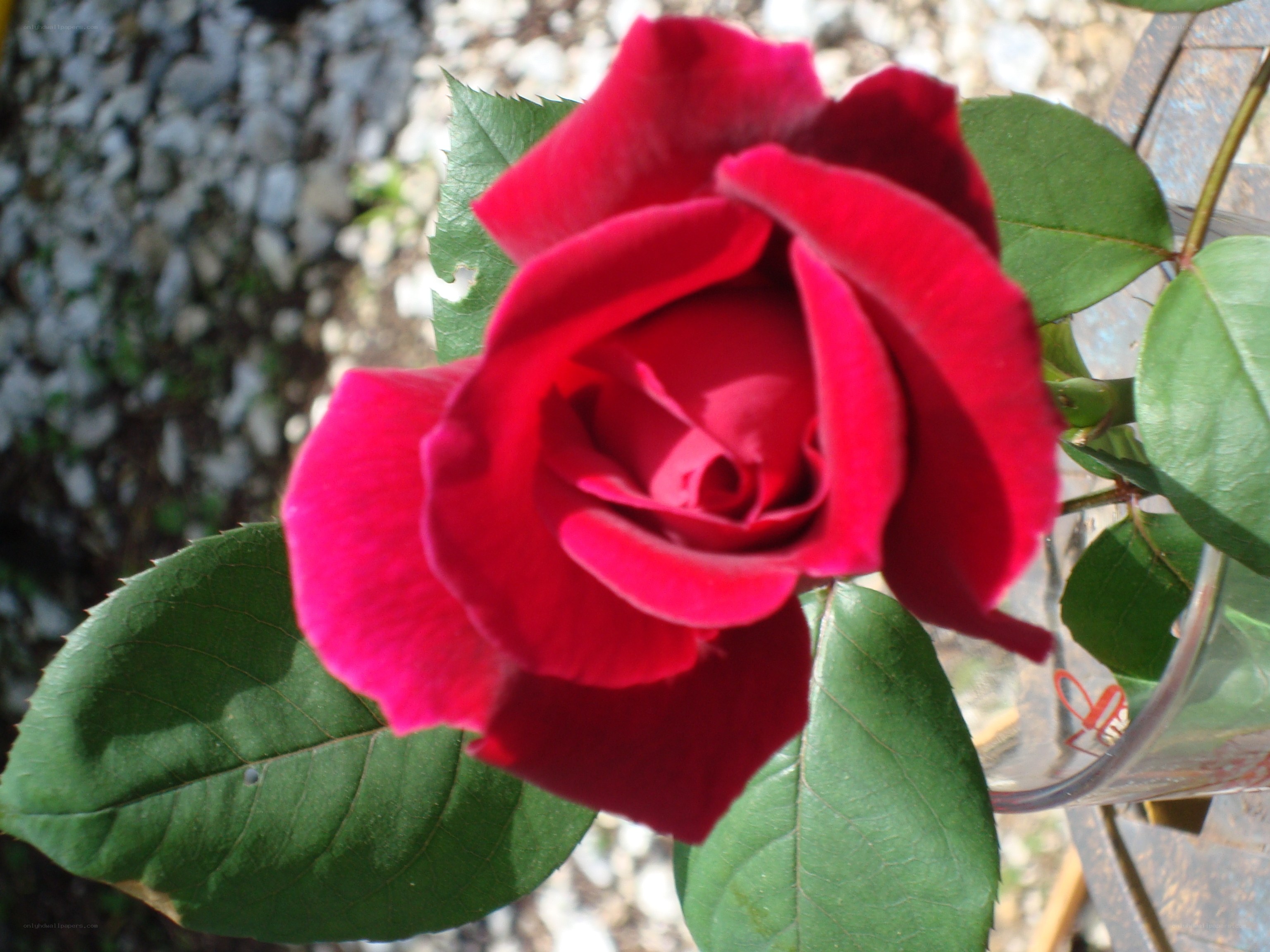 Red rose in a vase