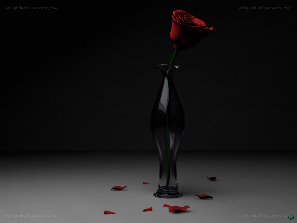 Red rose in a vase