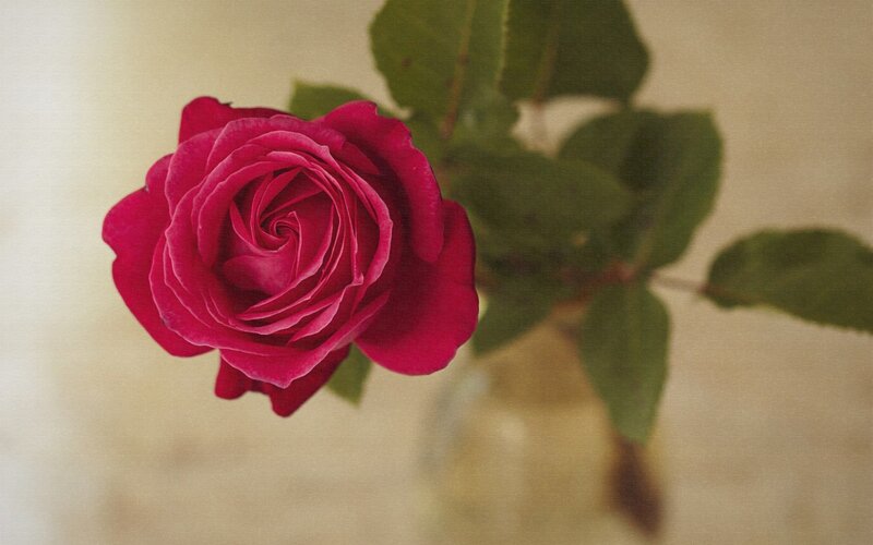 Red Rose in a Vase — Calm, Photograph