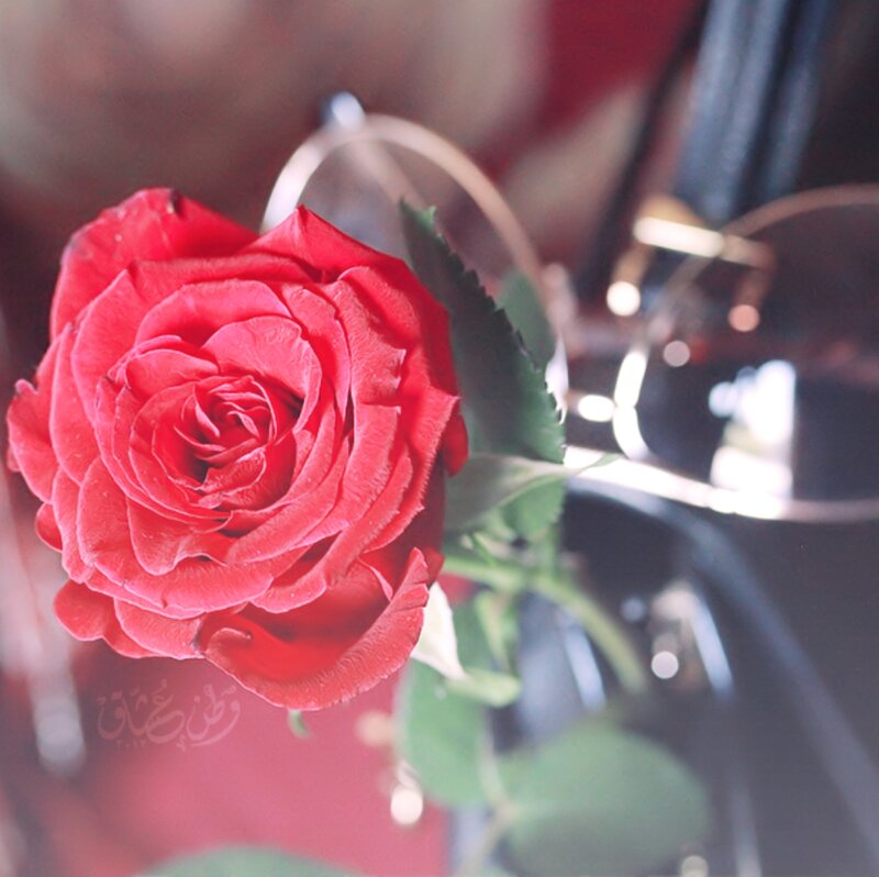 Red Rose in a Vase — Calm