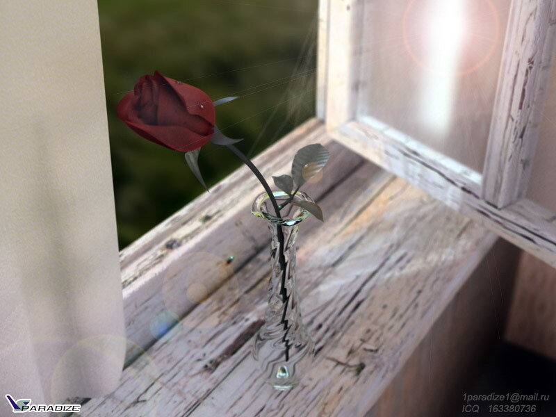Red rose in a vase on windowsill
