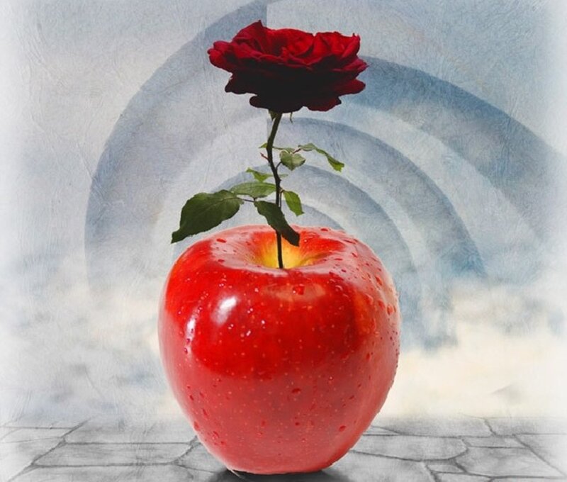 Red Rose in Apple