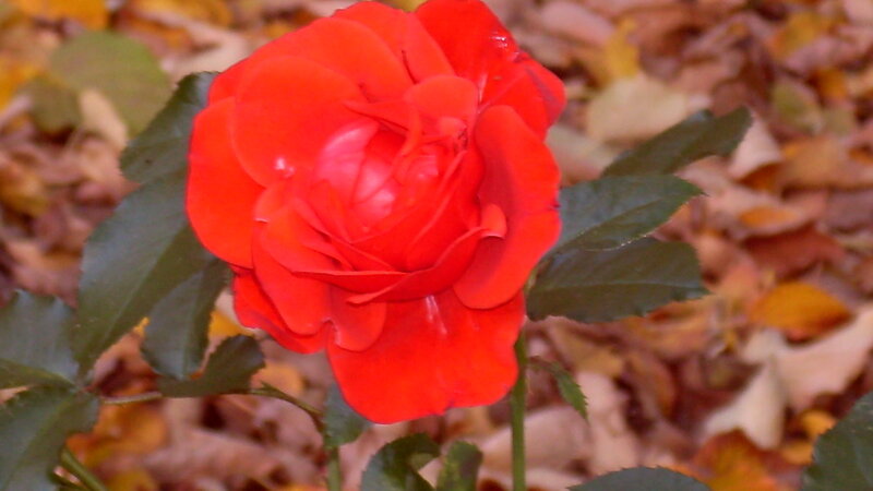 Red rose in autumn leaves