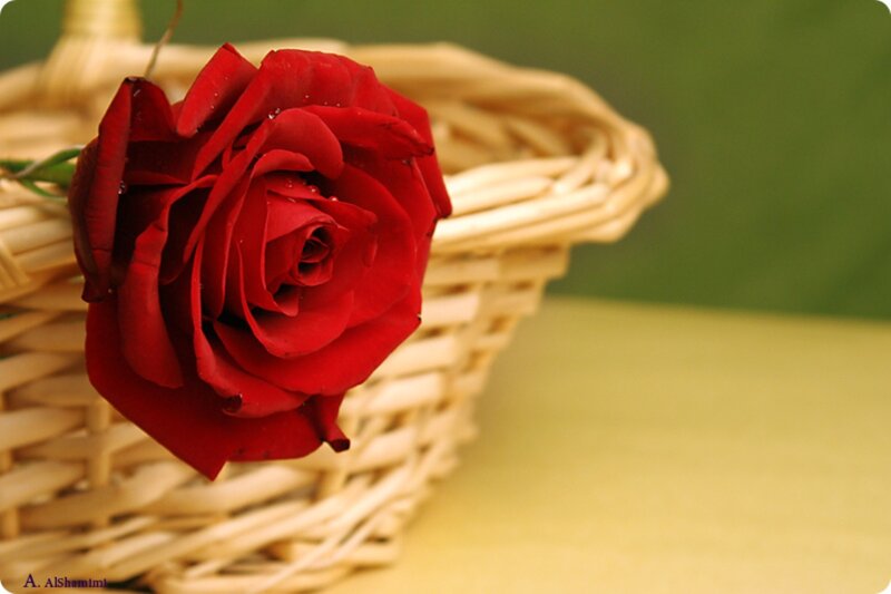 Red Rose in Basket — Calm