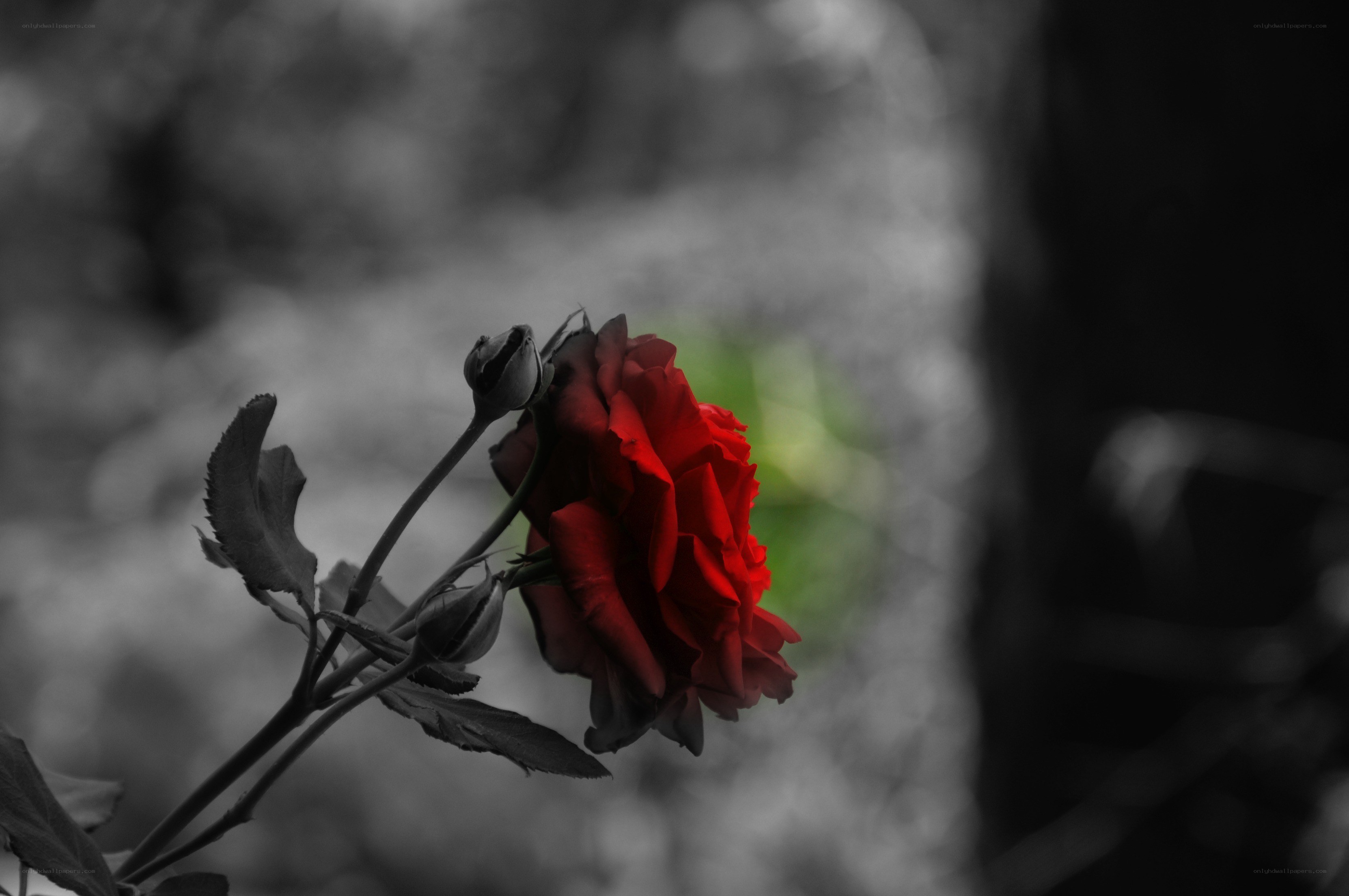 red rose in black and white