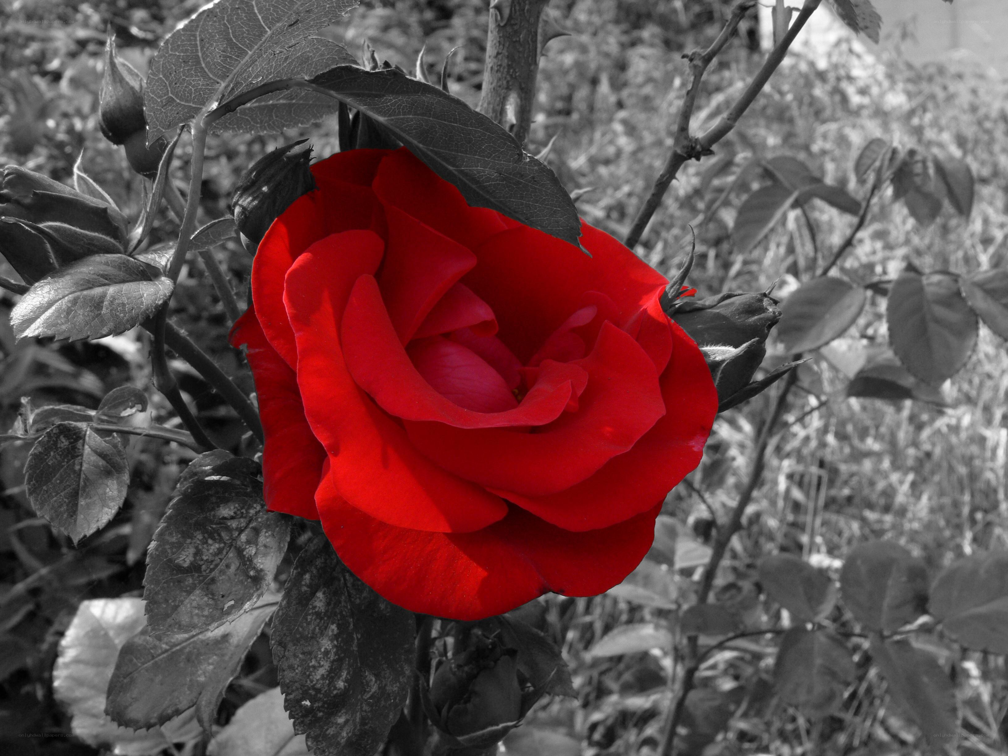 Red rose in black and white