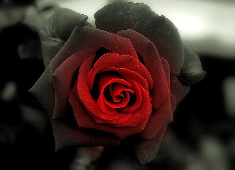 red rose in black and white