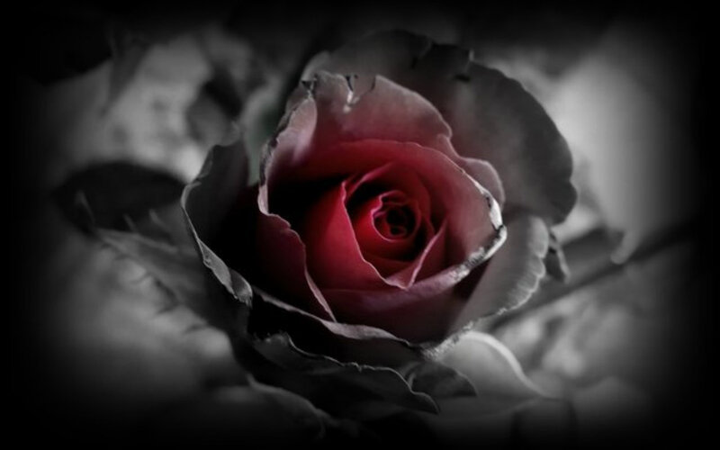 Red Rose in Black and White — Dramatic, Photograph, Flower, Petals