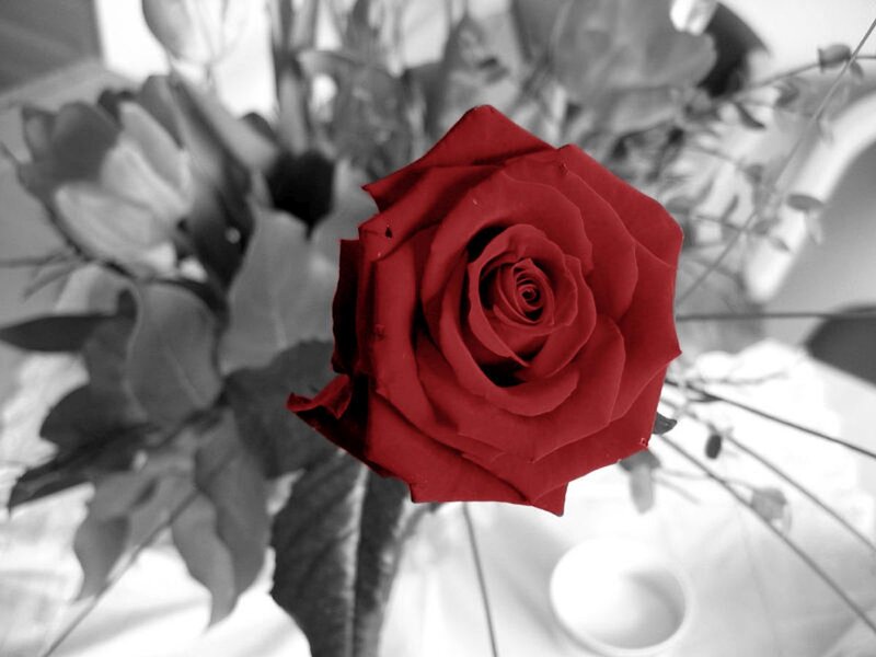 Red Rose in Black and White — Dramatic, Photograph, Flower