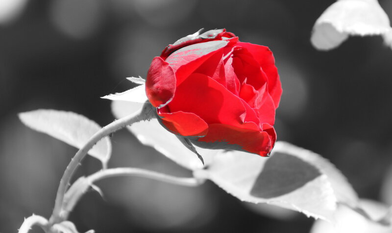 Red Rose in Black and White — Dramatic, Photograph, Stem