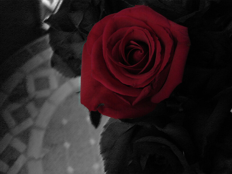 Red Rose in Black and White — Dramatic, Photograph