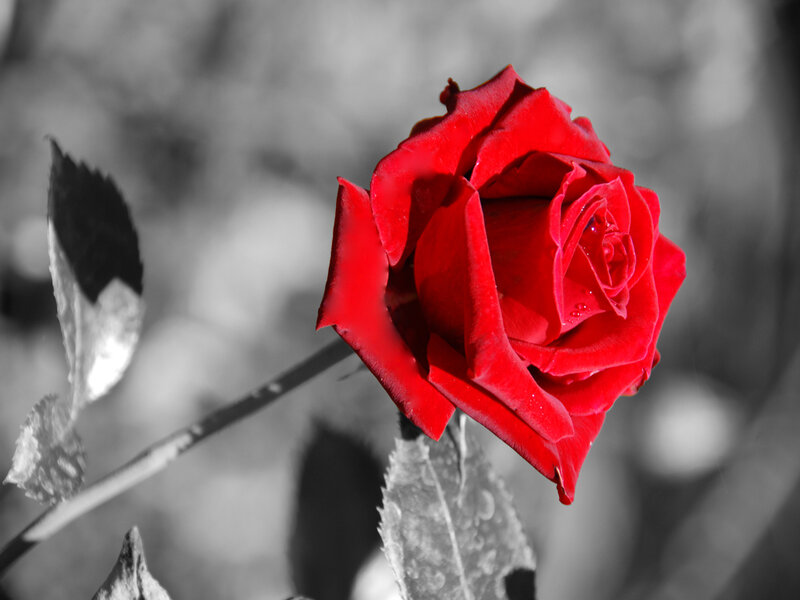 Red Rose in Black and White — Dramatic
