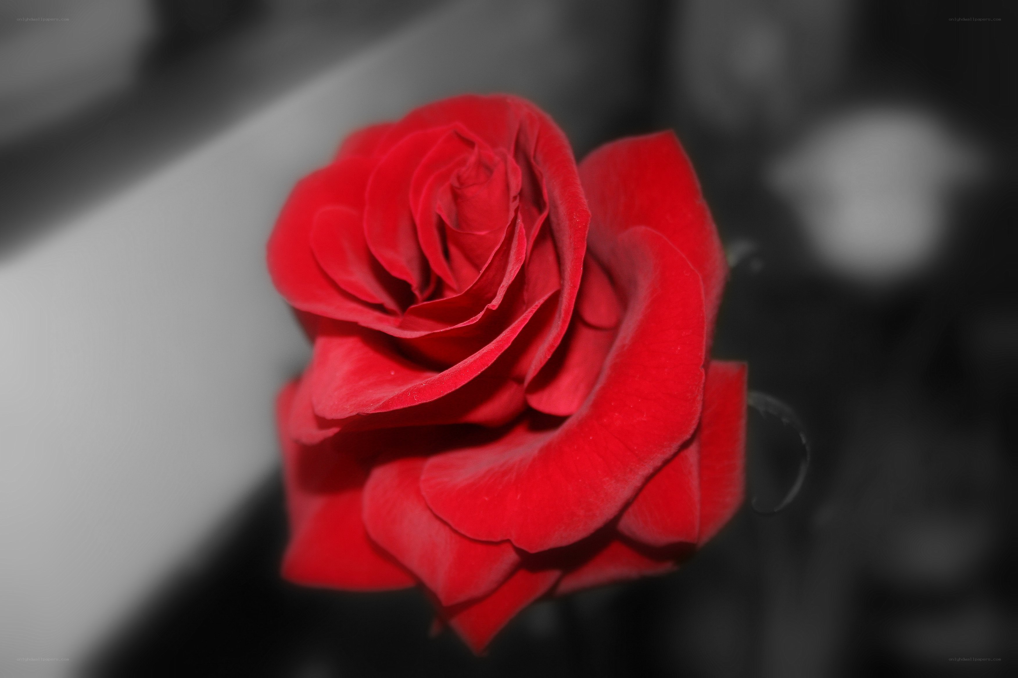 Red rose in black and white