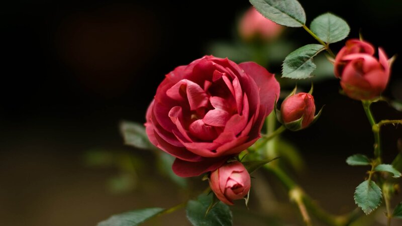 Red rose in bloom