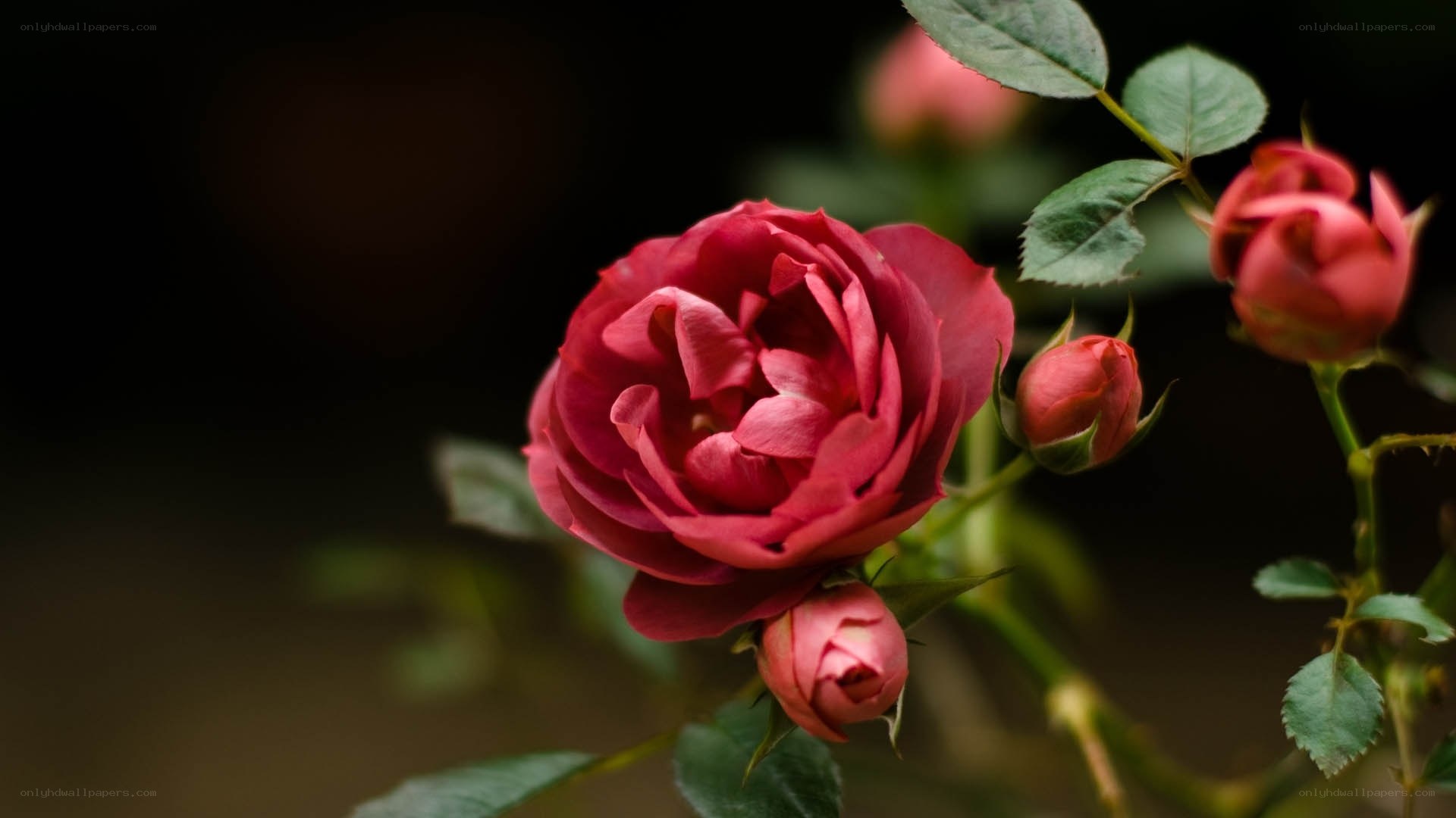 Red rose in bloom