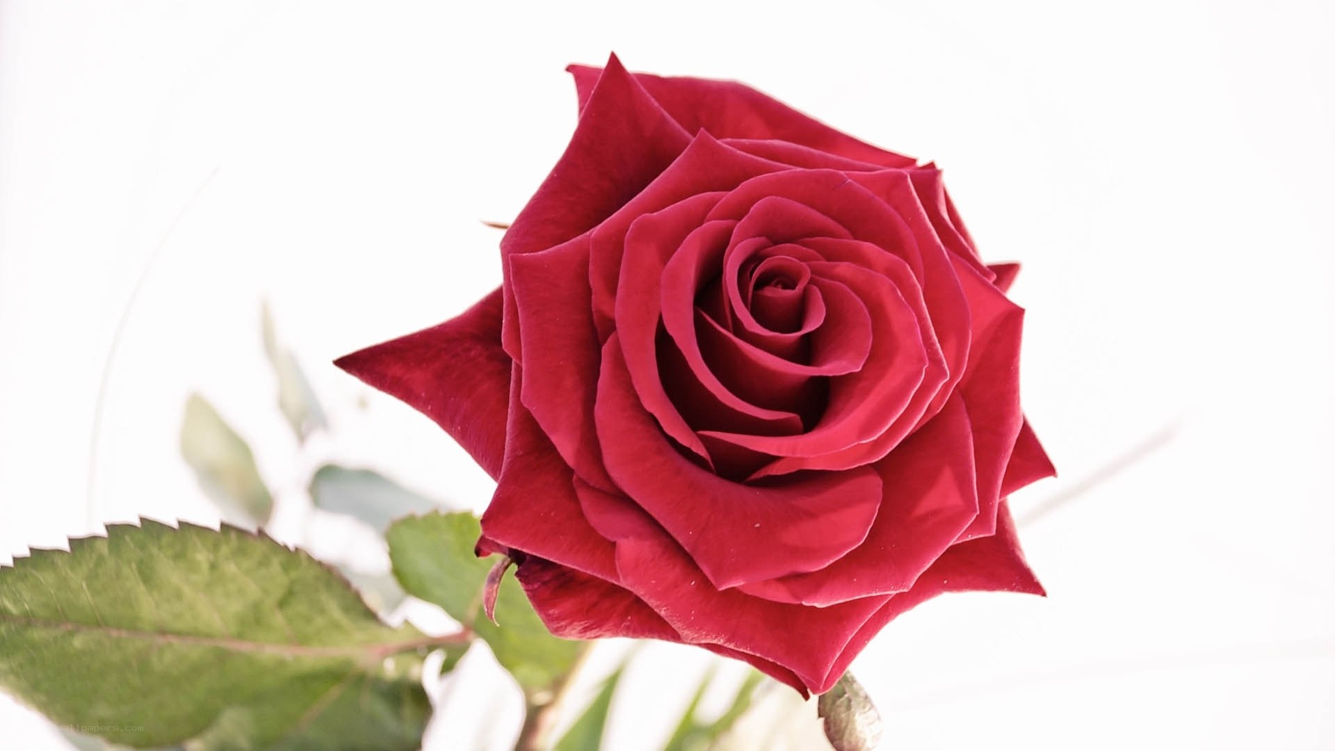 Red rose in bloom