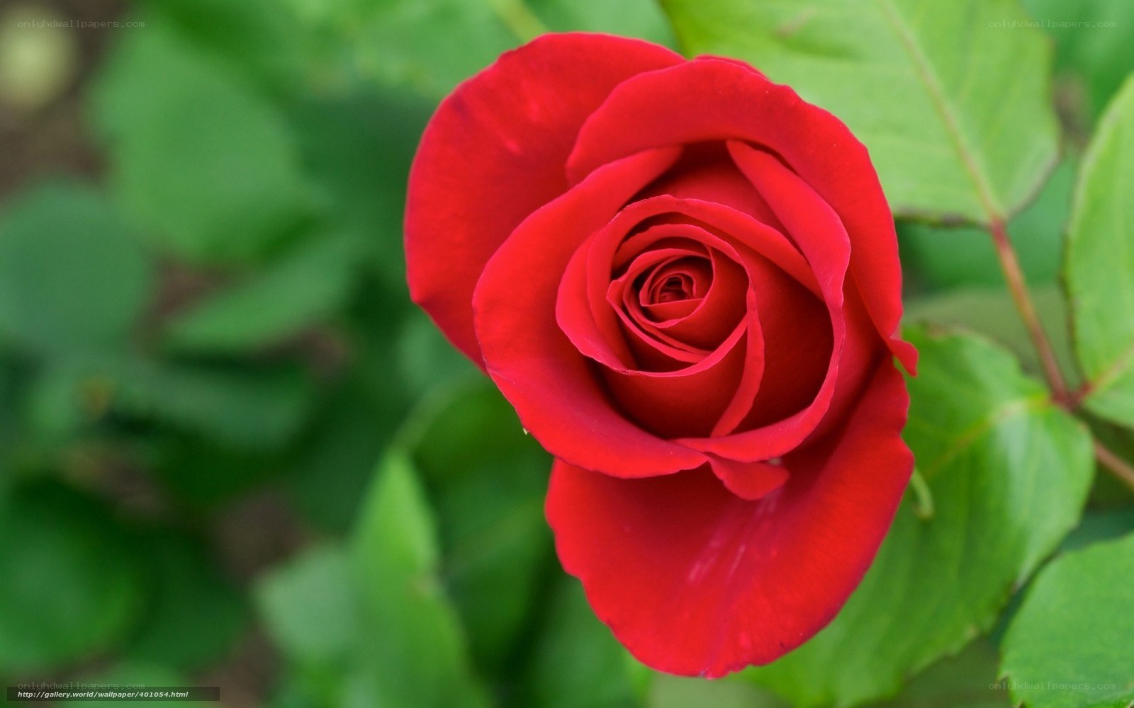 Red rose in bloom