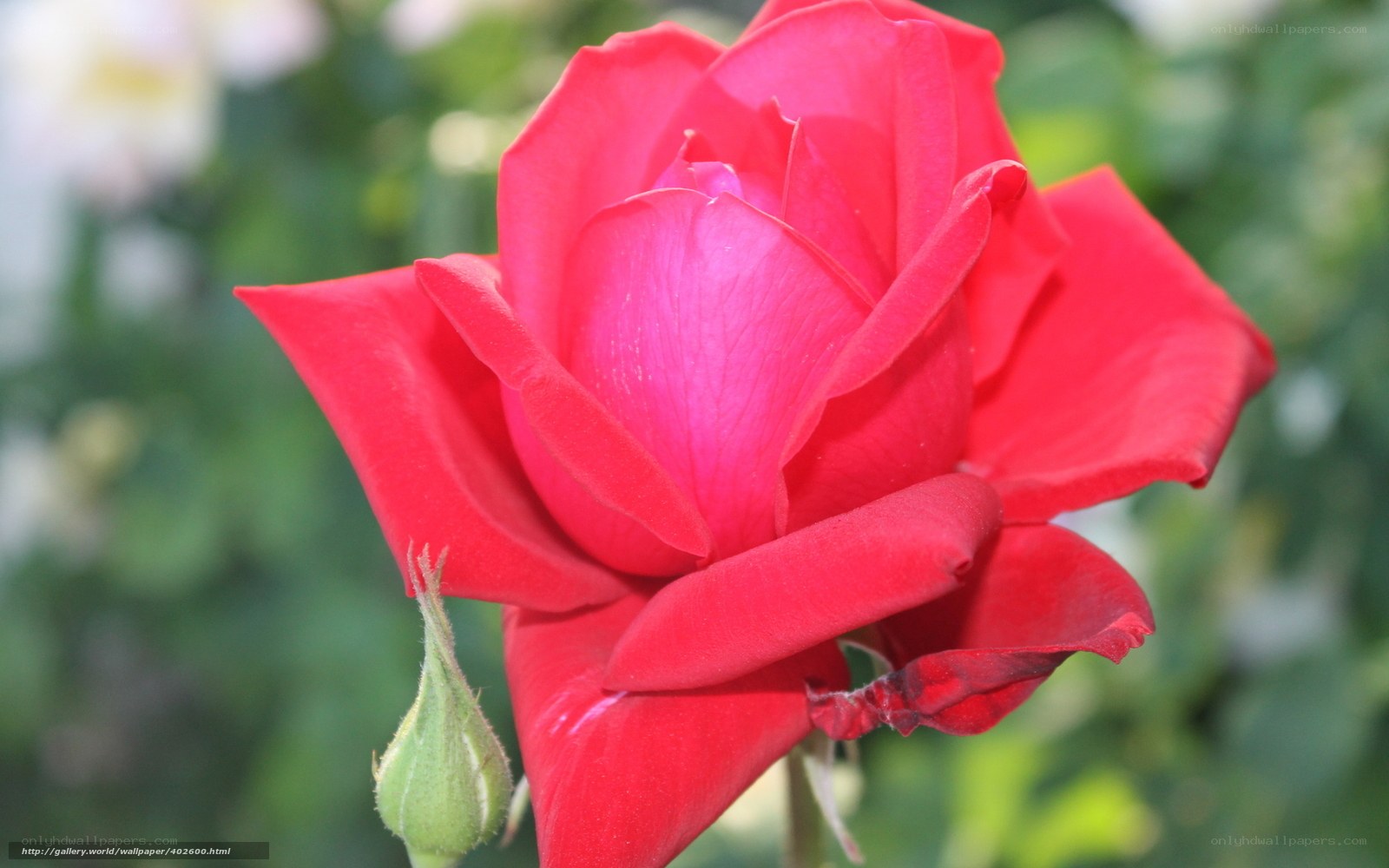 Red rose in bloom