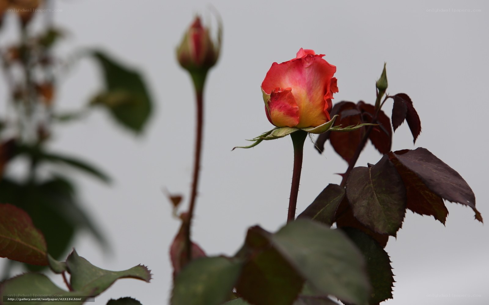 Red rose in bloom