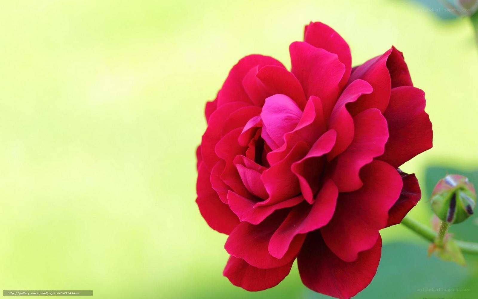 Red rose in bloom