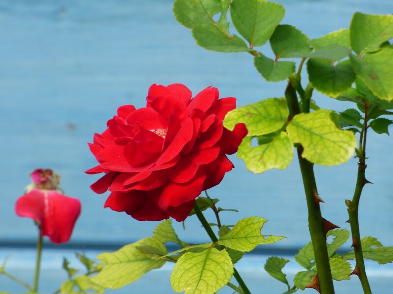Red rose in bloom