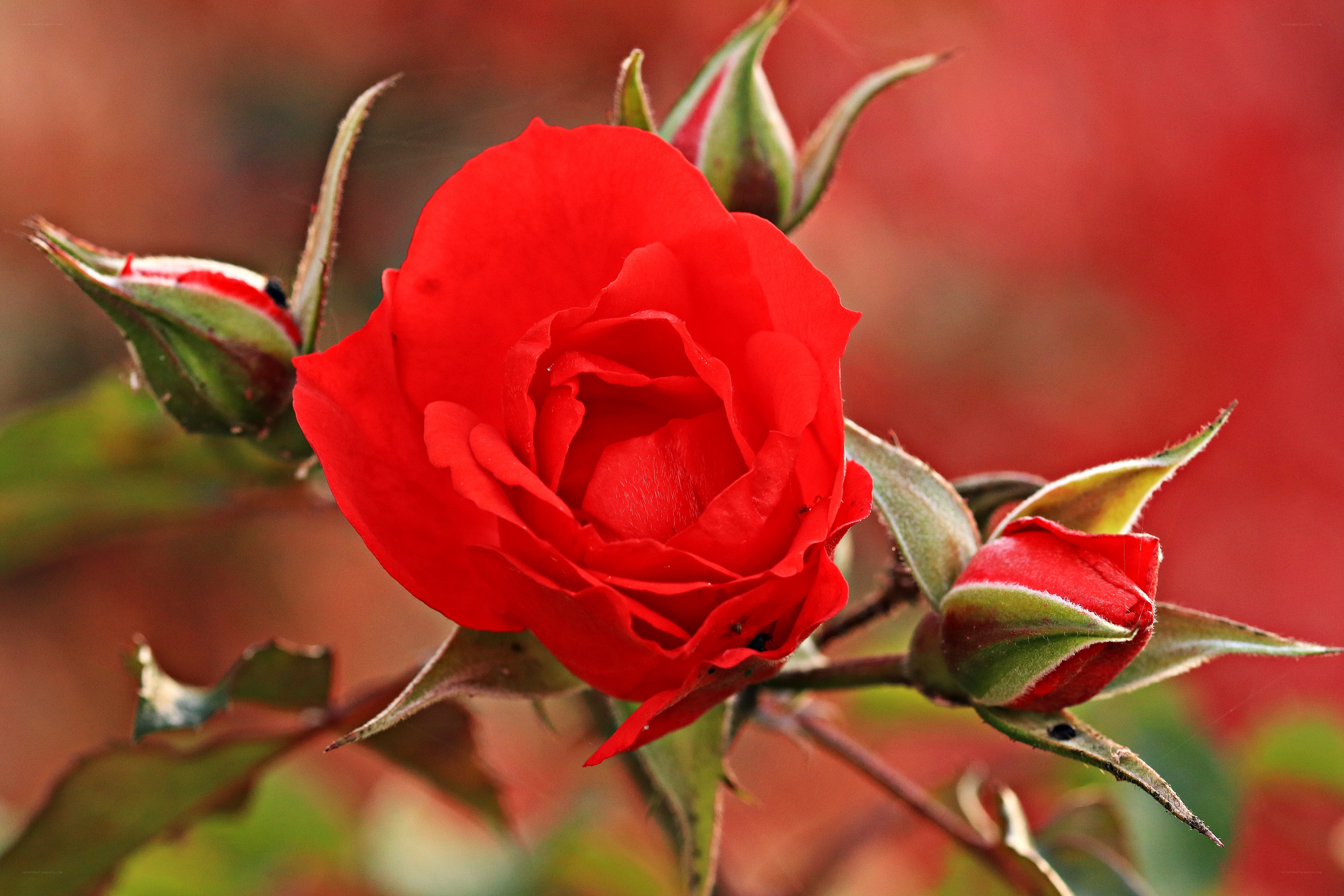Red rose in bloom