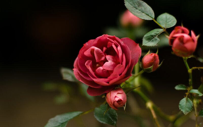 Red rose in bloom