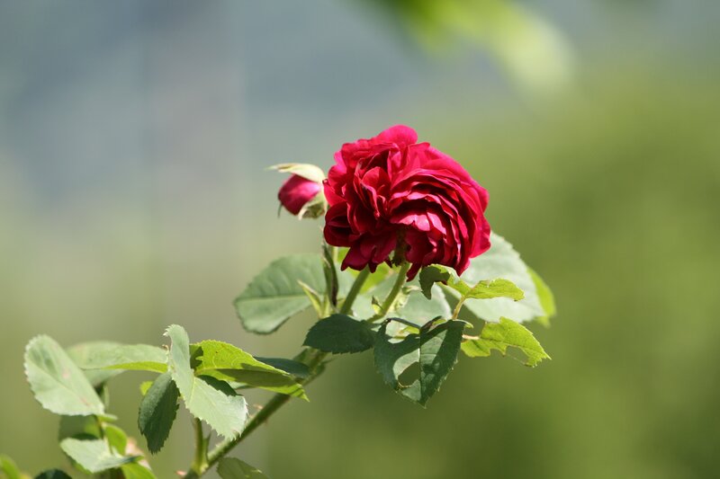 Red rose in bloom