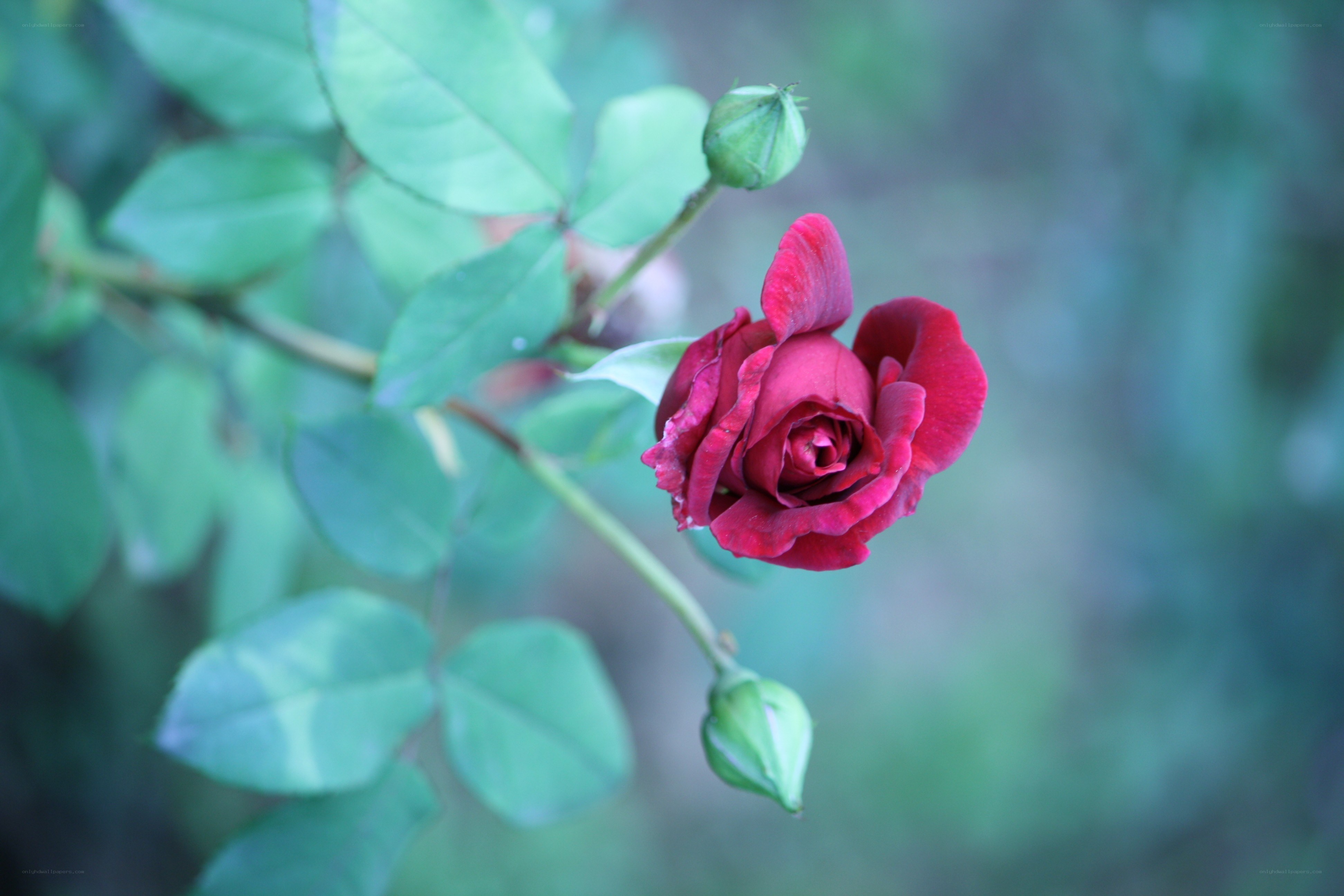 Red rose in bloom