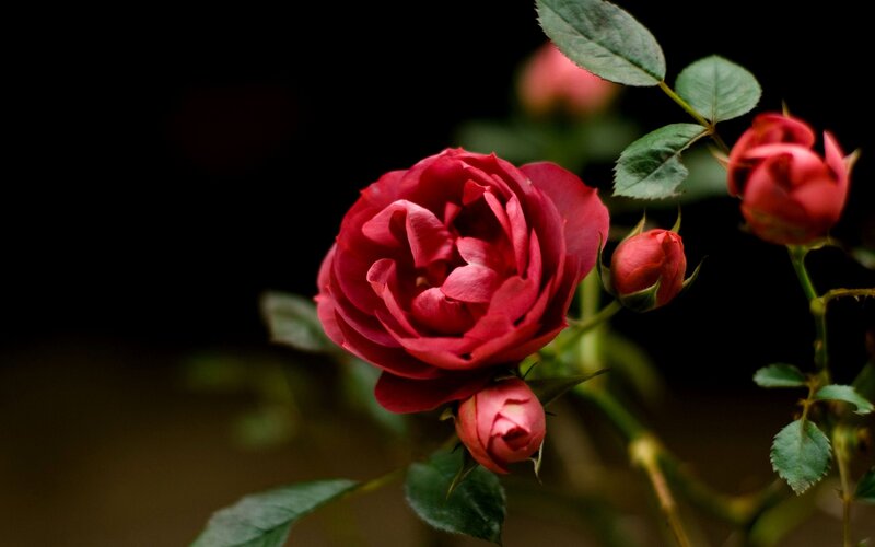 Red rose in bloom