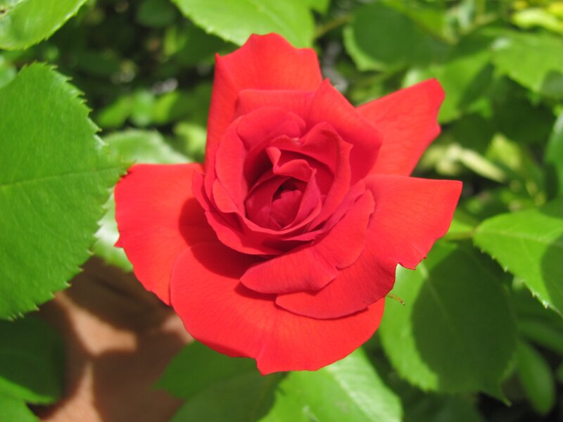 Red rose in bloom