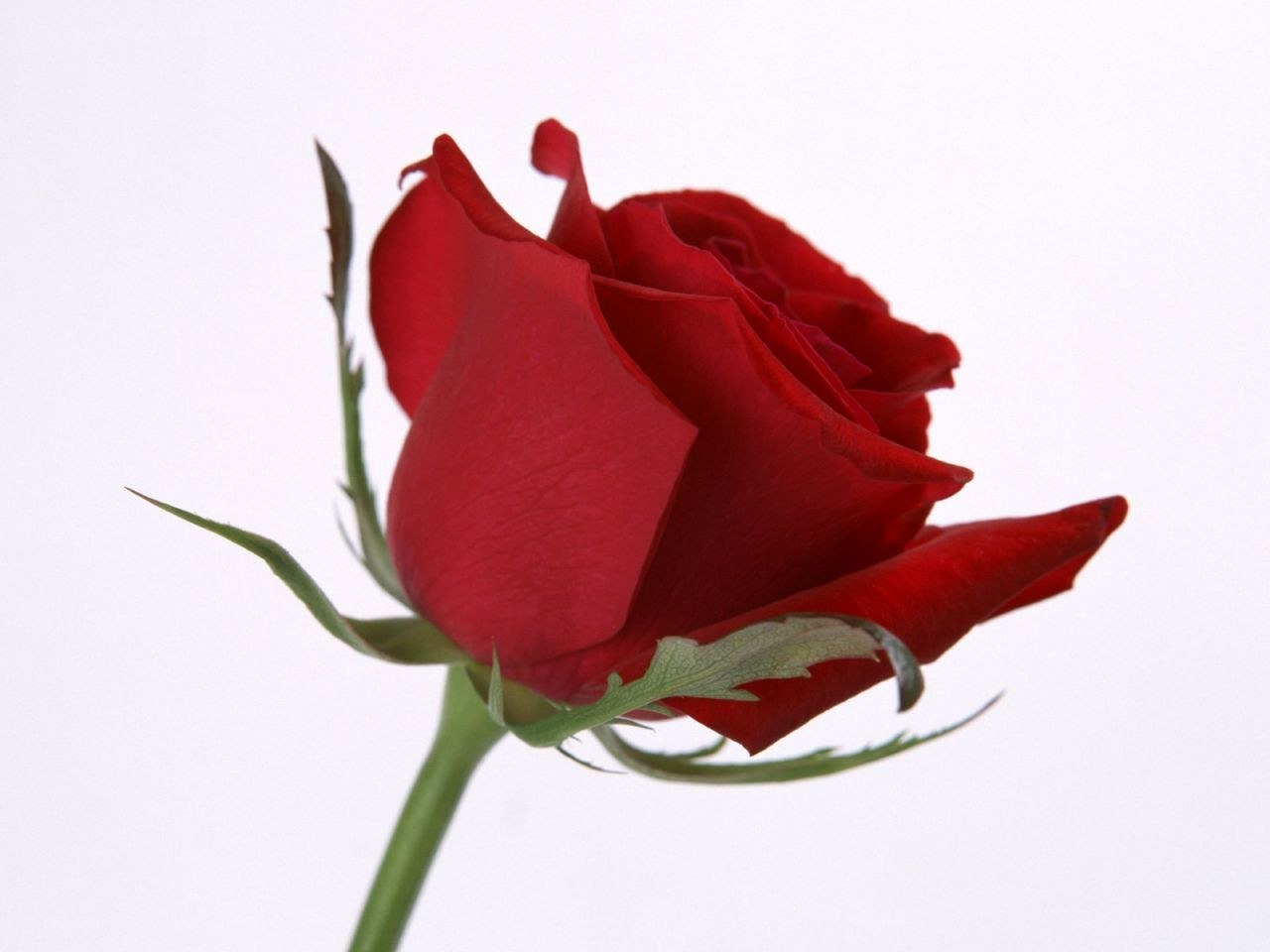 Red rose in bloom