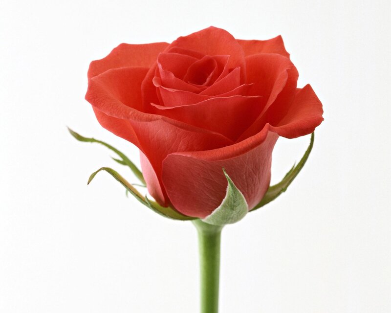 Red rose in bloom